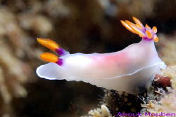 Nudibranch, Hypselodoris bullockii. Picture taken on Stan... by Anouk Houben 